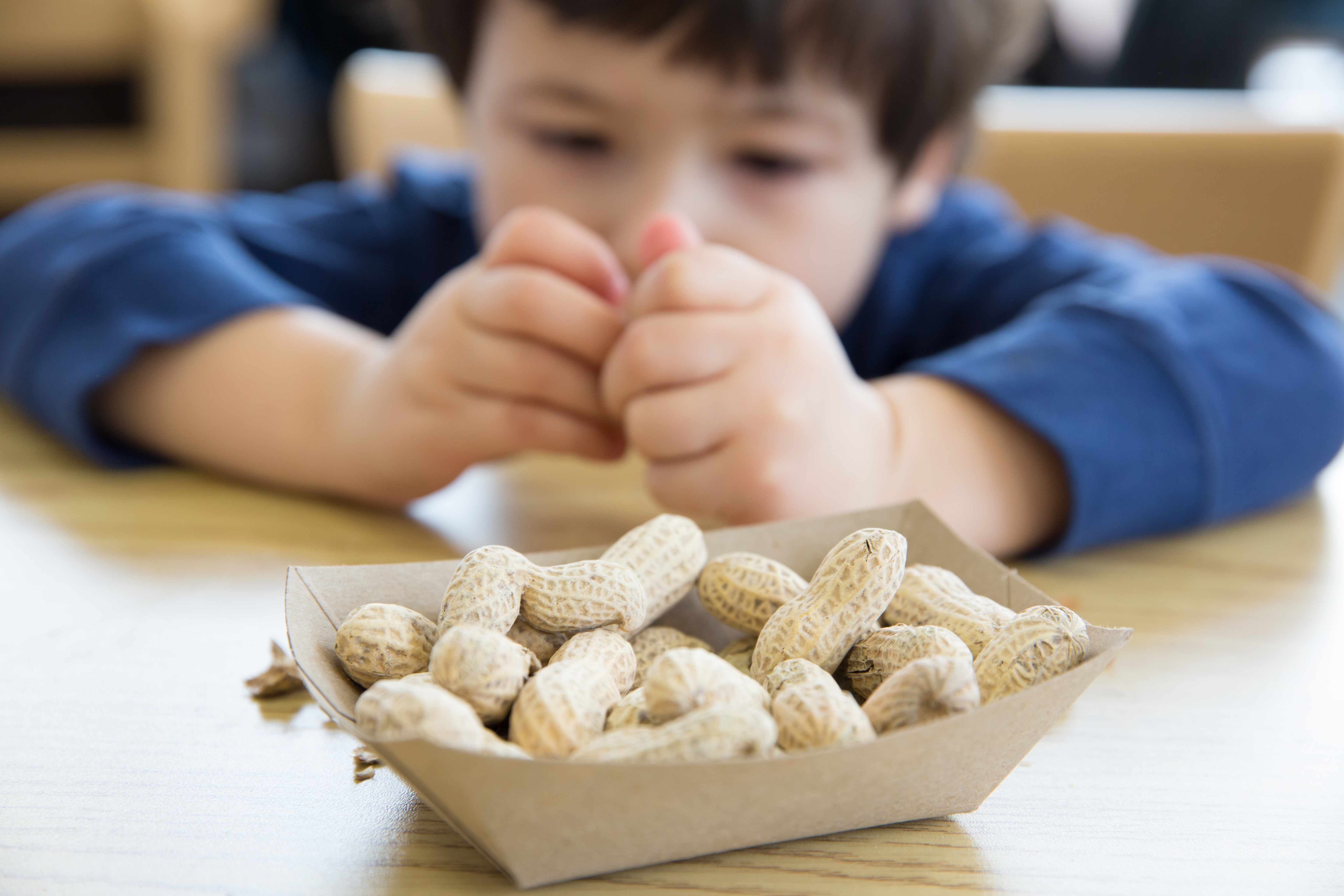Child eating peanuts, which are one of the most common allergen foods.