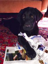 Sarge the dog "reads" (or shreds) a newspaper.