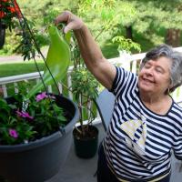 A candid photo of Helen reaching up and watering a hanging plant with a watering can.