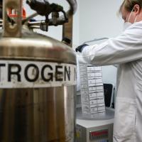D. Holcomb pulls cell samples out of their frozen storage chamber. A large canister in the foreground says NITROGEN.