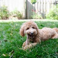 Suzanne's dog, Teddy, chews a stick in her yard.